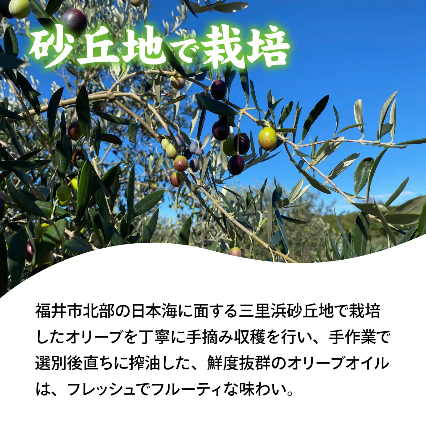 三里浜オリーブオイル / 50g オリーブ オイル 三里浜 エキストラバージン  [A-167002]