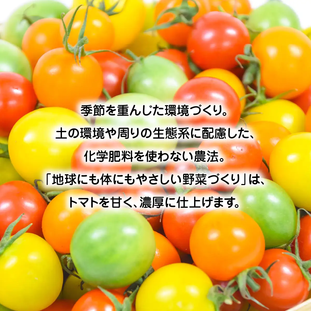 【先行予約】【11月から発送】甘味と酸味の絶妙なハーモニー! ミニトマト 詰め合わせ 3kg（500g×6品種） SMCA001