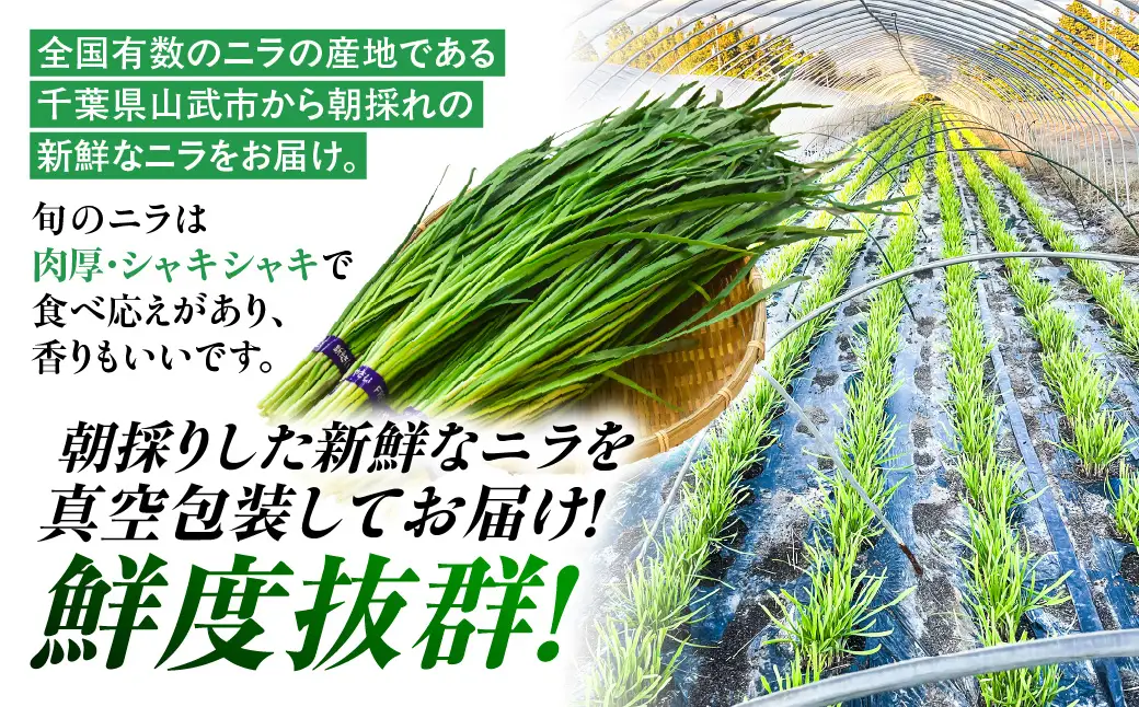肉厚・シャキシャキ! 朝採れ鮮度抜群! 布施さん家のニラ 1kg(100g×10束)  ふるさと納税 にら ニラ 朝採れ 新鮮 肉厚 シャキシャキ 農家直送 真空包装 鮮度抜群 千葉県 山武市 SMBY001