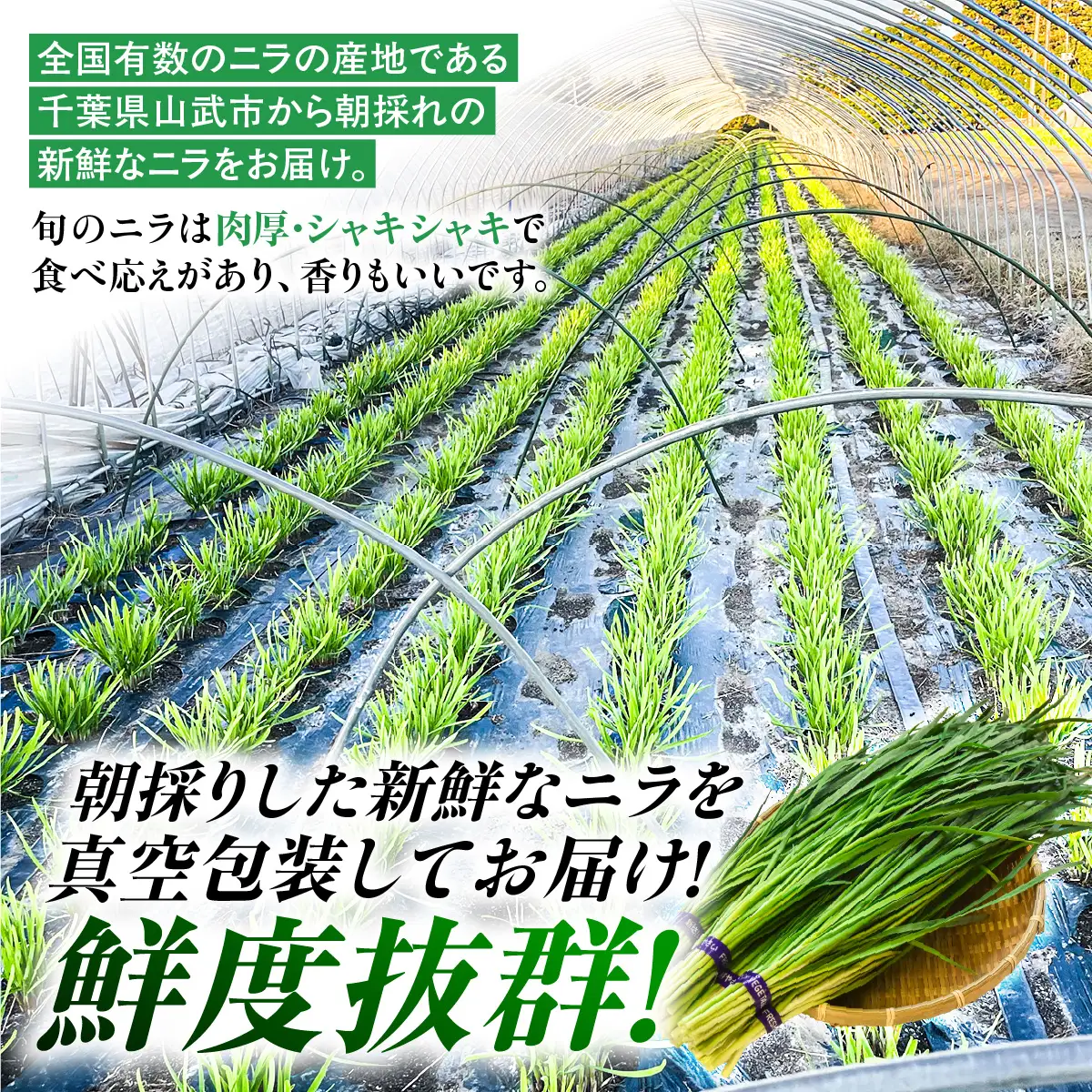 肉厚・シャキシャキ! 朝採れ鮮度抜群! 布施さん家のニラ 2kg(100g×10束×2セット)  ふるさと納税 にら ニラ 朝採れ 新鮮 肉厚 シャキシャキ 農家直送 真空包装 鮮度抜群 千葉県 山武市 SMBY002