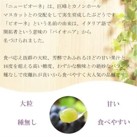 【2026年8月より発送】岡山県産　ニューピオーネ　1.5kg(3房～6房)【配送不可地域：離島・北海道・沖縄県】【1365856】