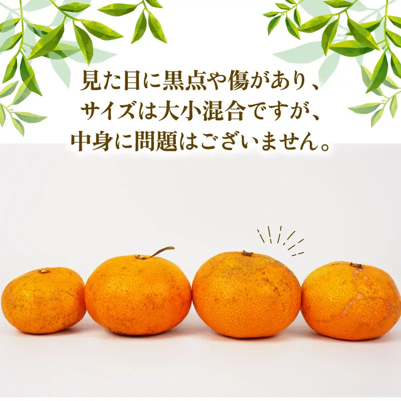 訳あり 早生温州 9kg まる玉農園 訳あり B010-172004