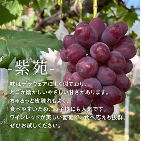 ワインレッドの葡萄「紫苑(しえん)」上級品 3-5房/計2.4kg～(岡山県産) 贈答にもおすすめ!【配送不可地域：離島・北海道・沖縄県】【1549077】