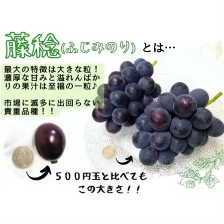 【2027年先行受付】大粒希少品種　藤稔1房700g以上!　【配送不可地域：離島】【1566428】