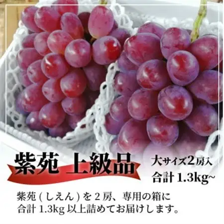 【2026年発送】上級品 紫苑(しえん) 大2房/計1.3kg～ (岡山県産) 岡山県の代表品種【配送不可地域：離島・北海道・沖縄県】【1571729】