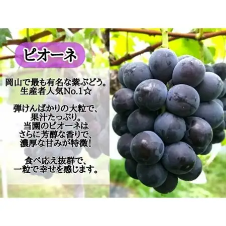 【2026年先行受付】訳あり品フルーツ王国岡山の人気ぶどう　ピオーネ1房500g以上!【配送不可地域：離島】【1571847】
