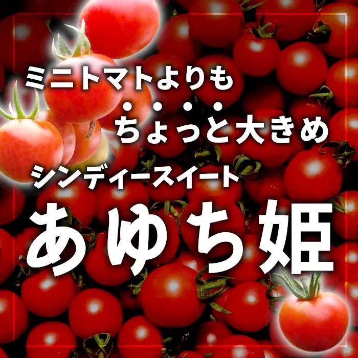 《11月から順次発送》化学農薬不使用 中玉トマト シンディースイート あゆち姫 1.5Ｋｇトマト ミニトマト とまと 野菜 中玉 夏野菜 高糖度 -013