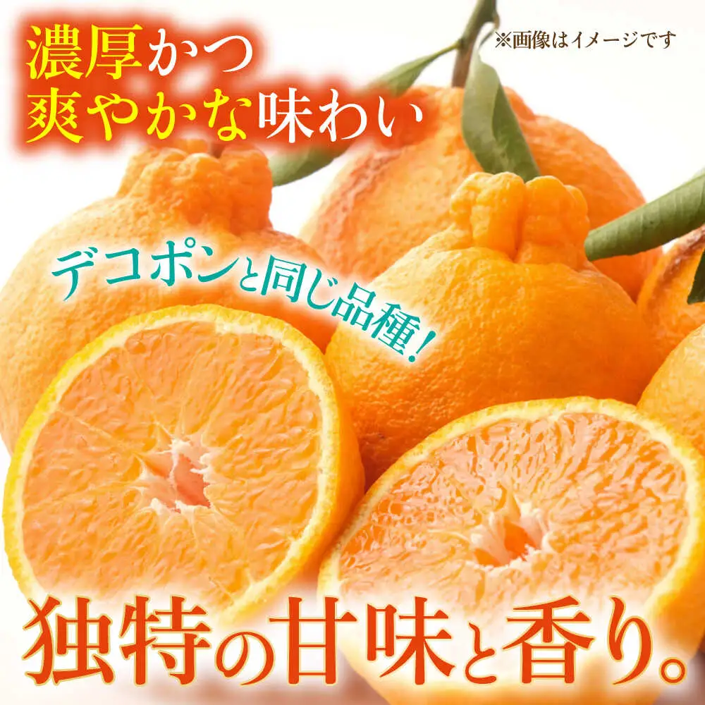 【先行予約】不知火 約10kg 柑橘 蜜柑 みかん フルーツ 【日本フルーツ株式会社】 [ZFJ003]