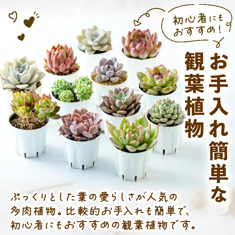 多肉園 おひさま エケベリア 4苗セット