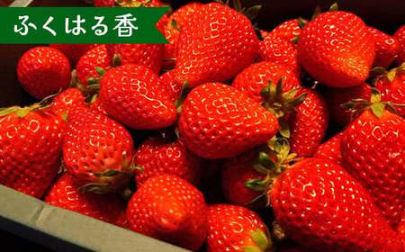 【先行予約】福島県オリジナル品種「ふくはる香」「ゆうやけベリー」食べ比べセット約１kg（250g×4パック） いちご イチゴ 苺 福島県 鏡石町 鏡石農遊園 F6Q-532