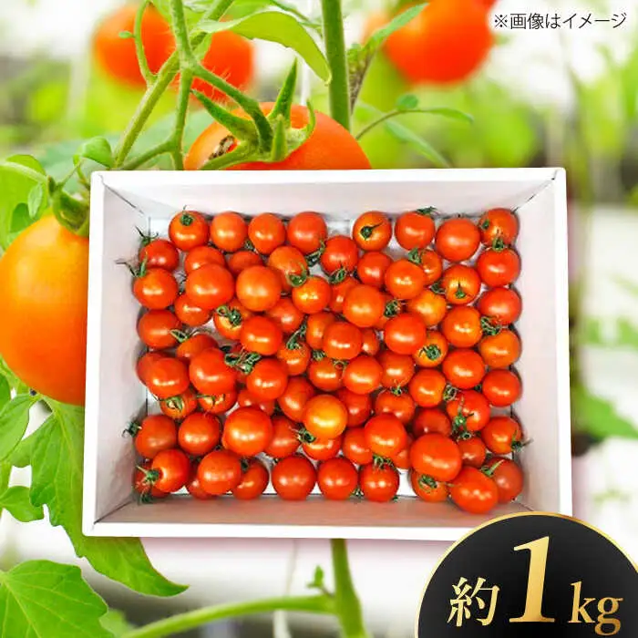 【先行予約】高知県高知市 フルーツトマト メルベーユ 約1kg 〈2027年1月中旬-5月上旬発送〉 / 高糖度 トマト とまと フルーツトマト 野菜 【株式会社　四国健商】[ATAF071]