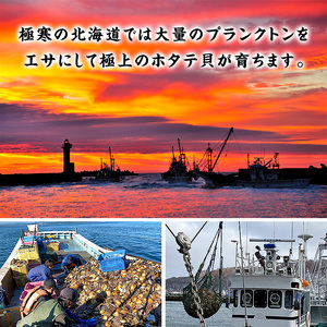 28-49 【甲羅組】ほたて貝柱 中型サイズ １ｋｇ