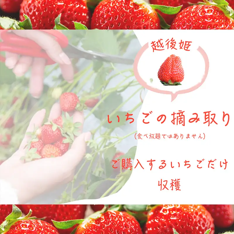 いちご摘み取り3kgまで体験券 いちご イチゴ 苺 新潟 苺の花ことば