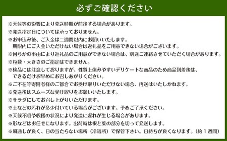 佐賀県太良町産 牟田農園の春の新玉ねぎ 5kg （S～L） 【2027年4月上旬～6月上旬発送予定】 たまねぎ タマネギ 野菜 新玉ねぎ 玉ねぎ 佐賀県 太良町 農家直送 M108x1