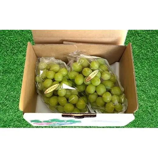 【2026年発送】 開田ぶどう園 シャインマスカット 1.2kg （茨城県共通返礼品・石岡市産） ／ シャインマスカット ぶどう 葡萄 ブドウ 果物 フルーツ
