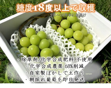 ＜2026年発送先行予約＞【自然に優しいシャインマスカット2房】栽培期間中の農薬節減で美味しいシャインマスカット(約1.2kg) ALPEF002