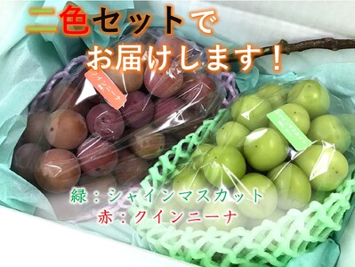 ＜2026年発送先行予約＞【自然に優しく美味しい葡萄2色セット2房】栽培期間中の農薬削減で美味しいシャインマスカットと赤葡萄(1kg以上) ALPEF009