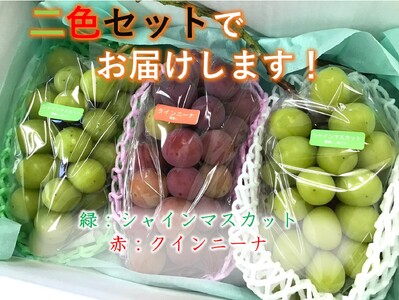 ＜2026年発送先行予約＞【自然に優しく美味しい葡萄2色セット3房】栽培期間中の農薬削減で美味しいシャインマスカットと赤葡萄(1.5kg以上) ALPEF010