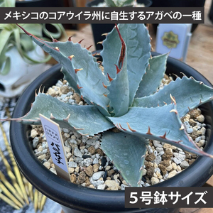 鹿嶋市産アガベ！　アガベ　パラサナ　５号鉢【アガベ 多肉植物キャベツヘッド 鉢 数量限定 茨城県 鹿嶋市 20000円以内】（KCP-9）