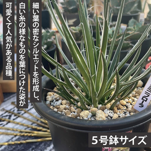 鹿嶋市産アガベ！　ジェミニフローラ　５号鉢【アガベ ジェミニフローラ多肉植物 鉢 数量限定 ツインフラワード 茨城県 鹿嶋市 20000円以内】（KCP-10）