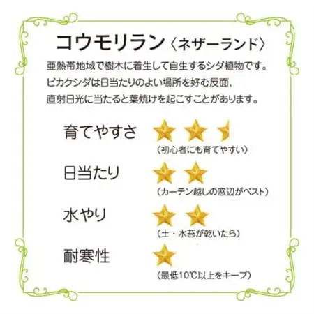 苔玉 コウモリラン/ビカクシダ おしゃれなグリーンインテリア 癒しの植物【1594914】