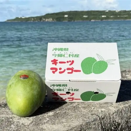 【2026年8月下旬から順次発送・家庭用】みなとばる農園の幻のキーツマンゴー800g～1.0kg【配送不可地域：離島】【1592999】
