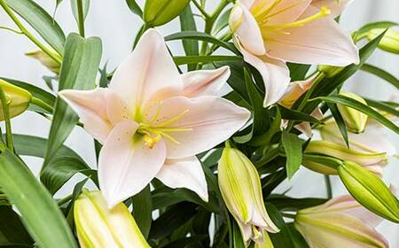 ユリ専門＜深花園＞観賞用ゆり オリエンタルリリー ＜ピンク・おくやみ＞ 蕾20輪以上 F23R-963