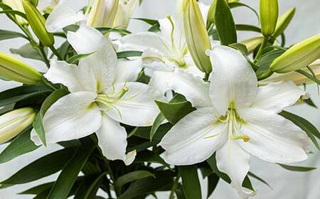 ユリ専門＜深花園＞観賞用ゆり オリエンタルリリー ＜ミックス・おくやみ＞ 蕾20輪以上 F23R-966