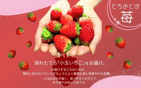 先行予約 いちご とちおとめ 約250g×4パック 計1kg 小玉 いちご