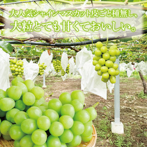 シャインマスカット2～3房（約1.5kg）【茨城県共通返礼品：下妻市】│ フルーツ 果物 ぶどう 種なし 大粒 茨城県（BJ001）