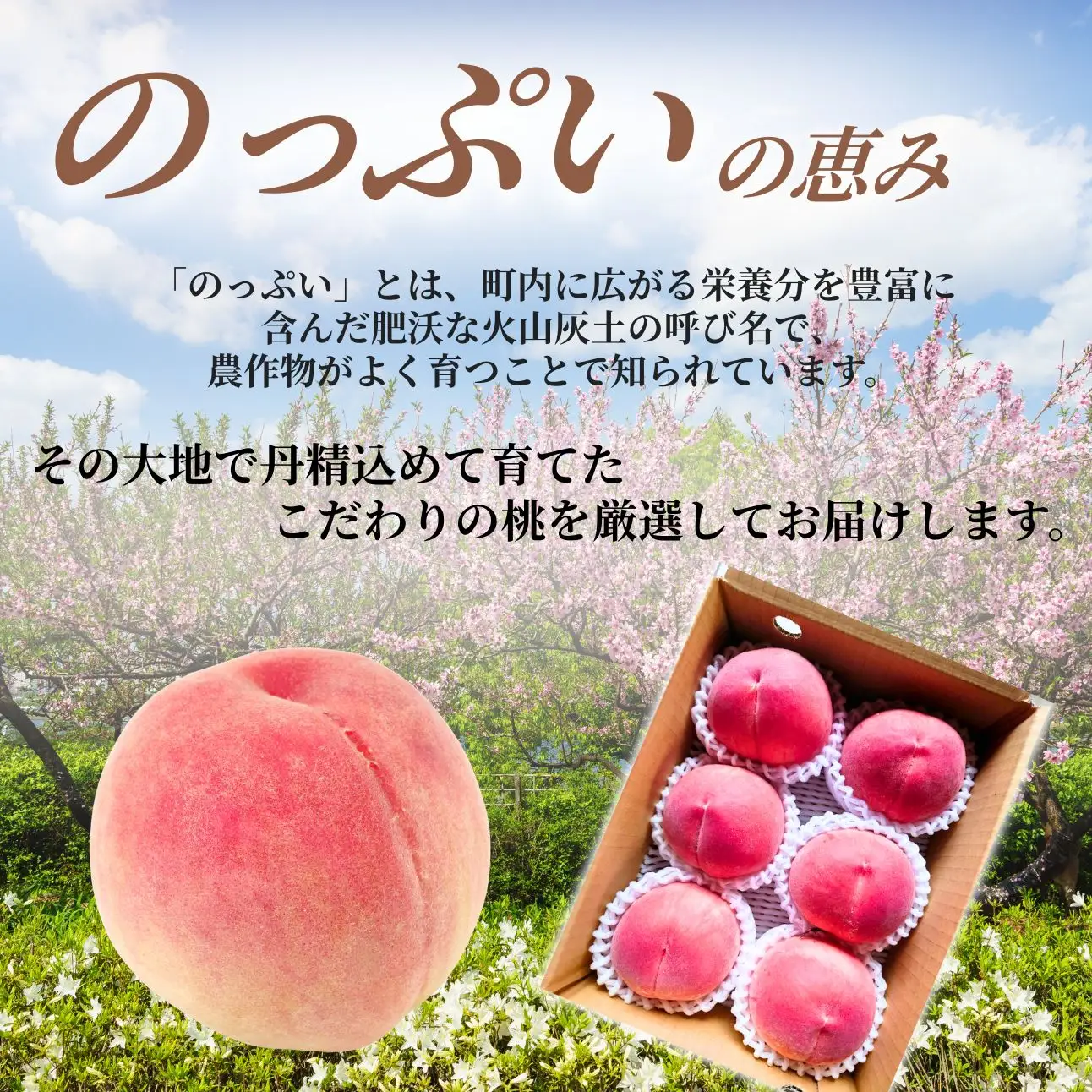 ☆クール便発送☆ 朝もぎ直送！山梨の桃  6玉　約1.8kg　【2027年7月上旬から発送】おさだ農園 ｜山梨県 市川三郷町 市川三郷 [5839-2120]