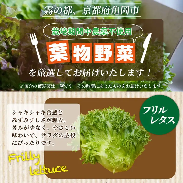 【6回定期便】旬の葉物野菜おまかせセット 小島農園 野菜