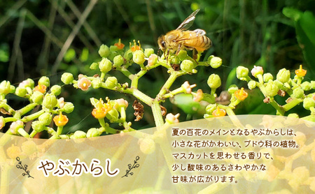 はちみつ やぶからし 300g ボトル 夏の 百花 はちみつ 蜂蜜 天然 岩手県 盛岡市 大西養蜂場