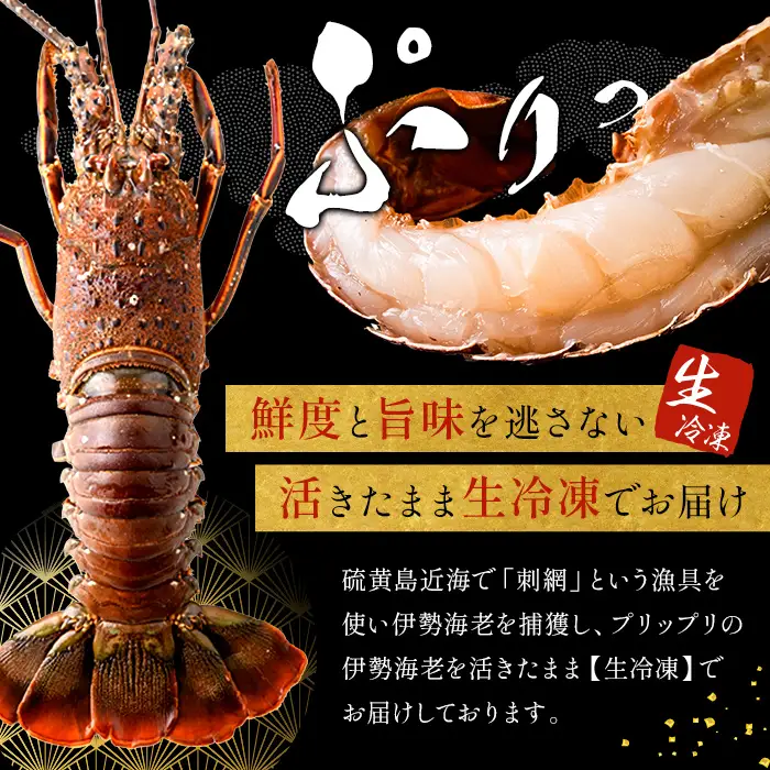 msm-013 《期間限定》伊勢海老 約1kg(2～3尾)【鹿児島県漁業協同組合三島村支所】三島村 伊勢海老 えび エビ 海老  魚介 味噌汁 網焼き 冷凍