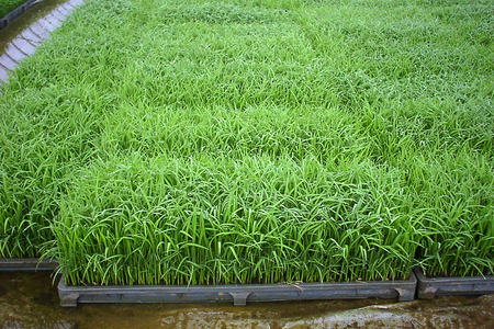 【令和8年産新米】新潟県加茂市こしいぶき 精米5kg（5kg×1袋）《8月下旬～順次出荷》