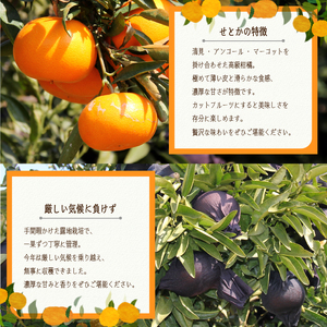 【せとか】【2027年3月中旬より発送】みかん せとか 2kg 愛媛県松山市【NO053】
