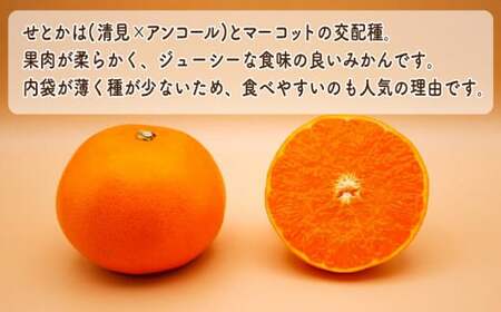 【先行予約】せとか 3kg みかん 愛媛 愛南 柑橘 吉田農園 フルーツ