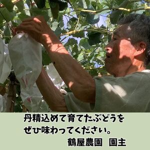 【数量限定】2色高級ぶどう(シャインマスカット、富士の輝)食べ比べセット