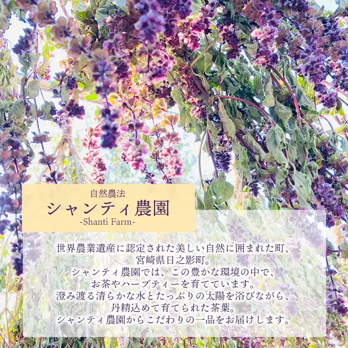 ホーリーバジルティー(20g×3袋) お茶 茶 茶葉 バジル ホーリーバジル 無農薬 無肥料 ノンカフェイン 【MU032】【村おこし総合産業】