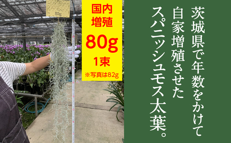 国産スパニッシュモス　太葉　80ｇ