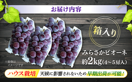 ぶどう みらさかピオーネ ハウス栽培 2kg APBE002 ピオーネ ぶどう