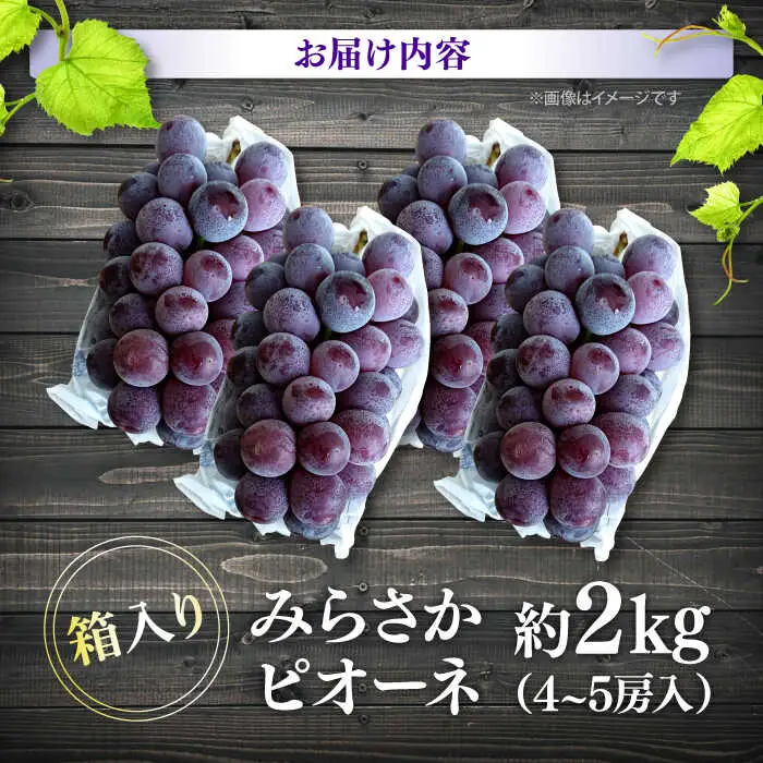 ぶどう みらさかピオーネ2kg APBE004 ぶどう