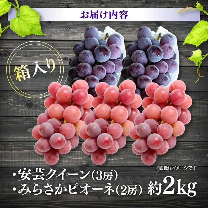 【先行予約】ぶどう みらさかピオーネ2房＆安芸クイーン3房 ＜8月下旬頃から順次発送＞[APBE005] ピオーネ ぶどう