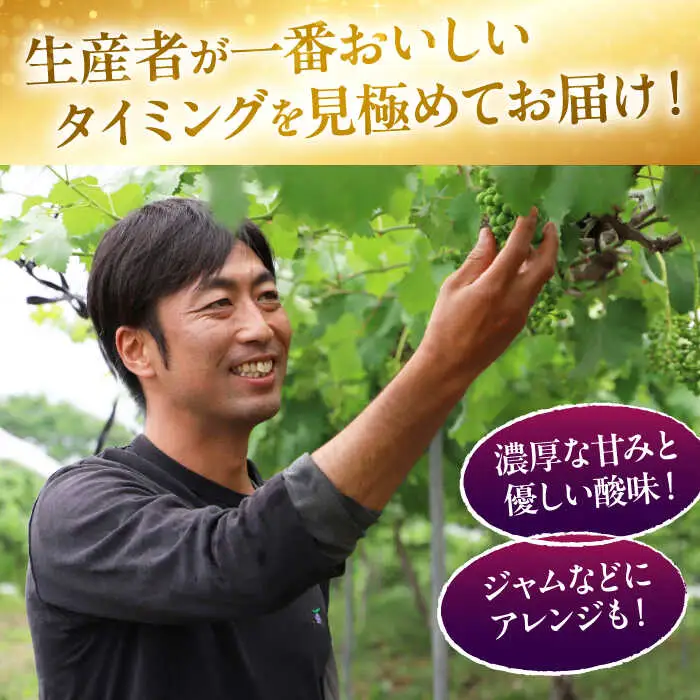 ぶどう ＜9月上旬から順次発送＞ ベリーA 2kg [APCK005] ぶどう