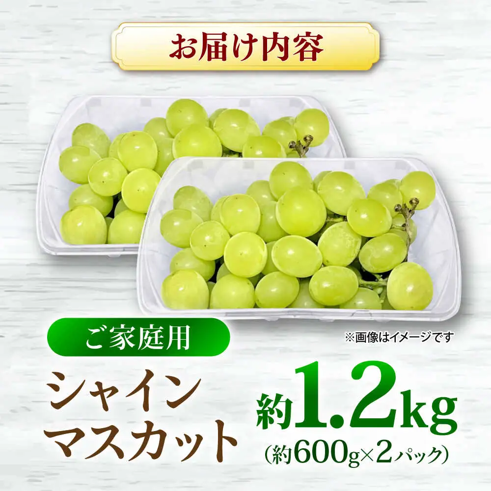 シャインマスカット 約1.2kg [APCM005] シャインマスカット