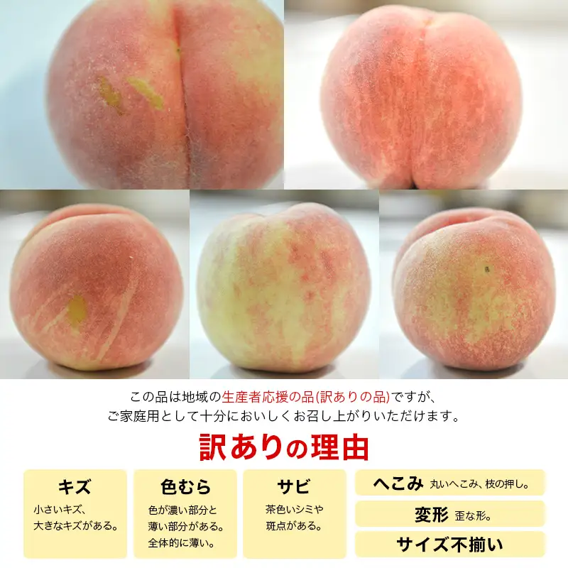 FYN6-073 ≪2027年先行予約≫ ご家庭用 山形県産 品種おまかせ 白桃 約3kg（6～11玉） 2027年8月中旬から順次発送 柔らかくなる桃 はくとう 桃 もも モモ 果物 くだもの 夏果実 フルーツ 訳あり 農業者支援 家庭用 自宅用 産地直送 山形県 西川町 月山