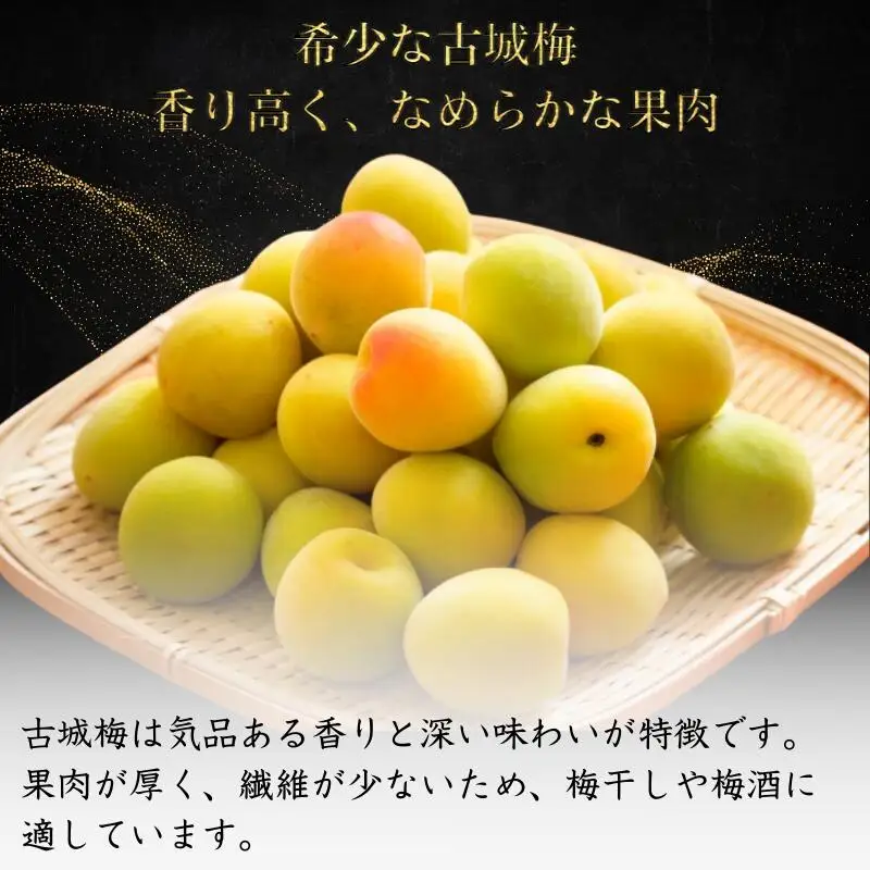 シロップ、梅酒に最適！【先行予約】 青梅【古城梅】 3kg（2027年5月頃から順次発送予定） / 生梅 梅酒 梅ジャム 梅シロップ 産地直送 国産 和歌山 【tcs020】