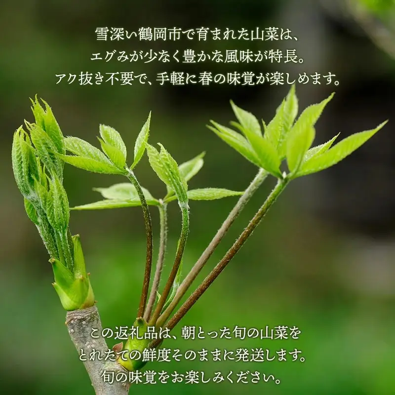 【令和9年発送】 山菜おまかせセット（5種以上） 計600g以上 山形県鶴岡産 グレイスファーム