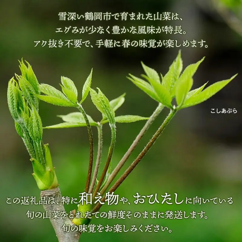 【令和9年発送】山菜セット 和え物・おひたし用（4種以上） 計500g以上 山形県鶴岡産 グレイスファーム