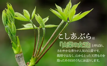 【令和9年発送】山菜 コシアブラ 200g 山形県鶴岡産 グレイスファーム